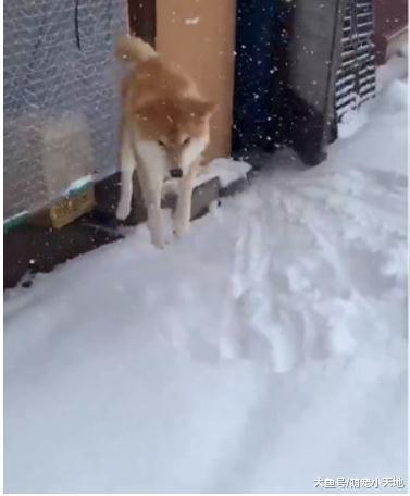看到雪好开心! 柴柴跳高下秒四肢被埋消失让人笑翻: 新品种海豹