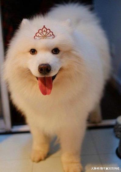萨摩耶犬有这6大缺点，饲养前请三思