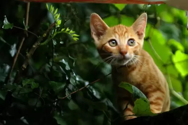 【逃城】猫的伊甸园