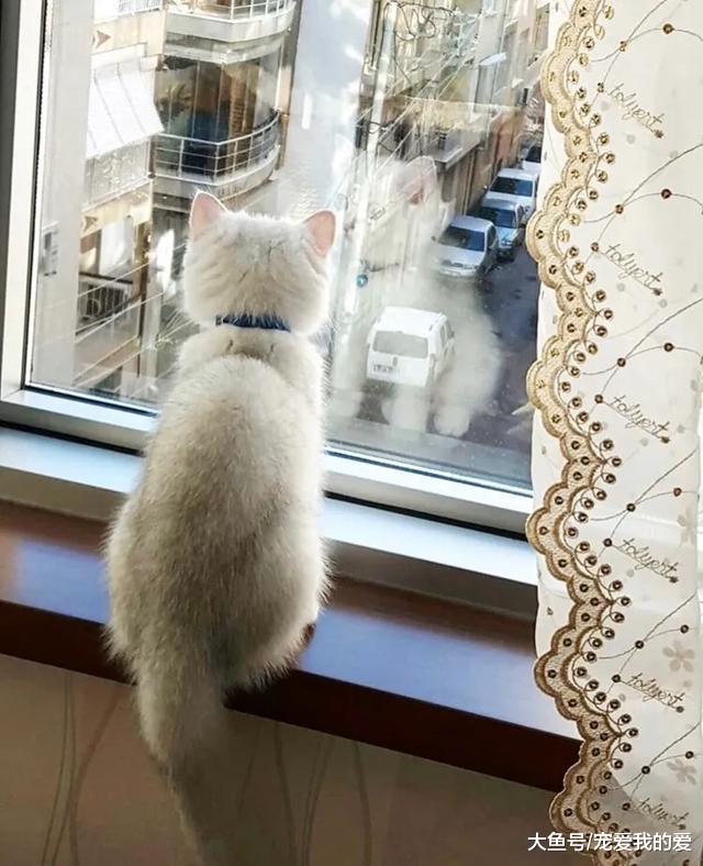 女孩领养了一只看似普通的猫，四个月后，她被猫的颜值惊艳到了