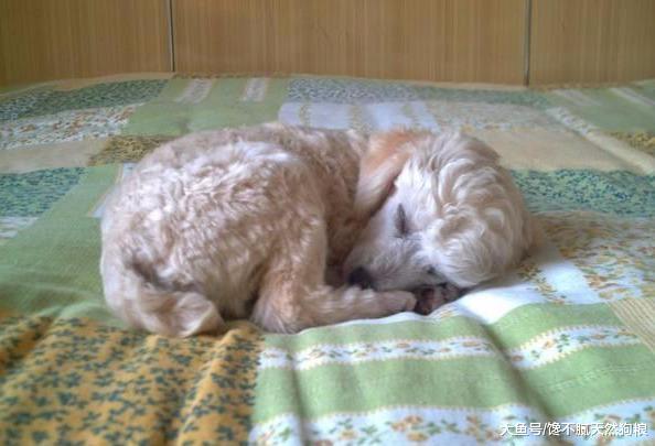 贵宾犬的5种睡姿，每种所表达的意思都不一样，你家的是哪一种？