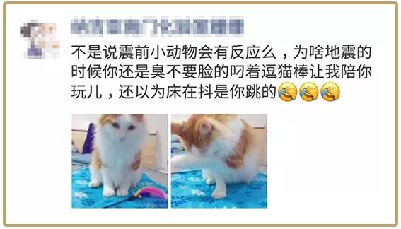 昨晚地震，铲屎官第一反应：抱着猫狗一起跑！不过姿势错了……