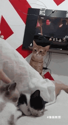 看着主人和新来的两只小猫相亲相爱 , 土著猫咪心里很不是滋味