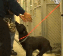 流浪狗一天的遭遇，看完莫名心酸