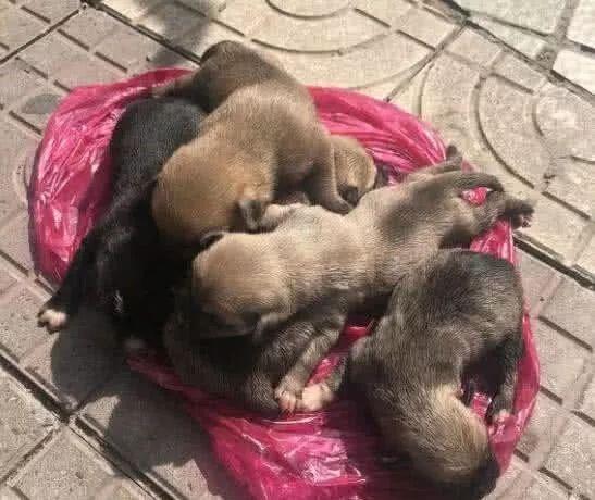 朋友去公园散步, 偶遇几只被人抛弃刚出生不久的田园犬, 好可怜