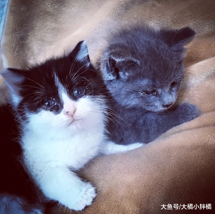 2只小猫没了猫妈妈，为了生存而向女子讨食，吃饱后还跟着女子走