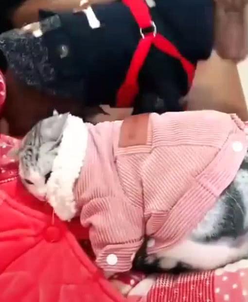 主人打猫咪狗狗来帮忙, 猫咪怒吼: 死胖子, 你给我起来!