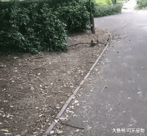 一只非常喜欢收集木棍的狗，每天都会叼木棍回家，看来是想当木匠