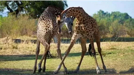 你以為只有人類才會吃醋？動物吃起醋來，可都是要玩命的！