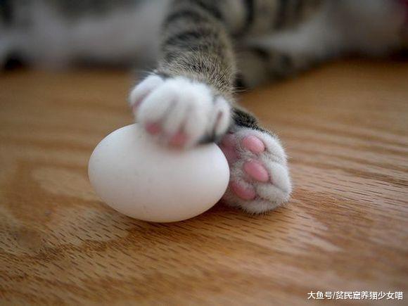 上帝觉得猫奴的生活不够甜，于是召唤出了猫爪，萌控福利