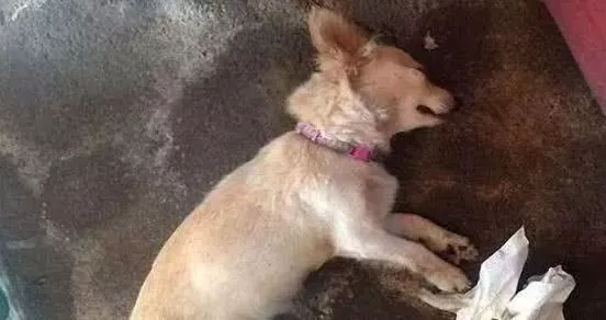 狗狗咬死一条毒蛇，开心的咧嘴笑，没想到竟成了最后的遗照