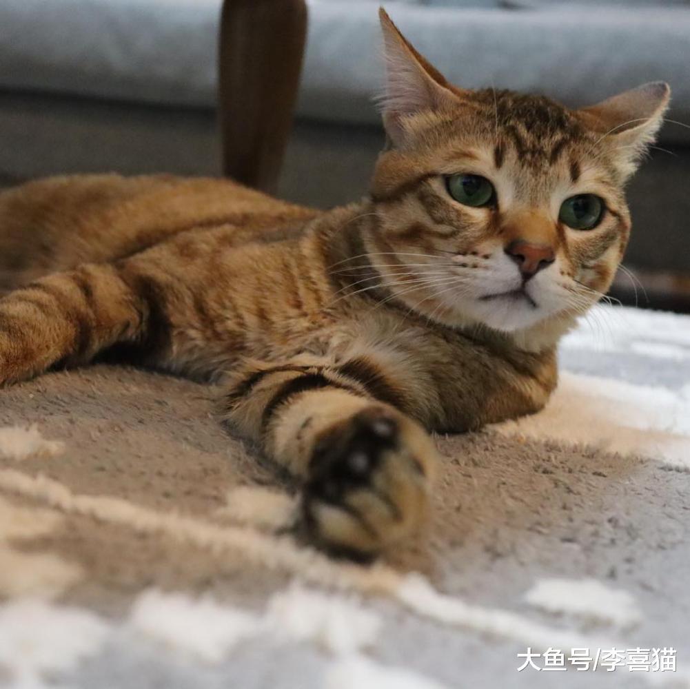 飛機耳并不能代表貓咪恐懼和興奮的情緒，這一行為其實有很多作用