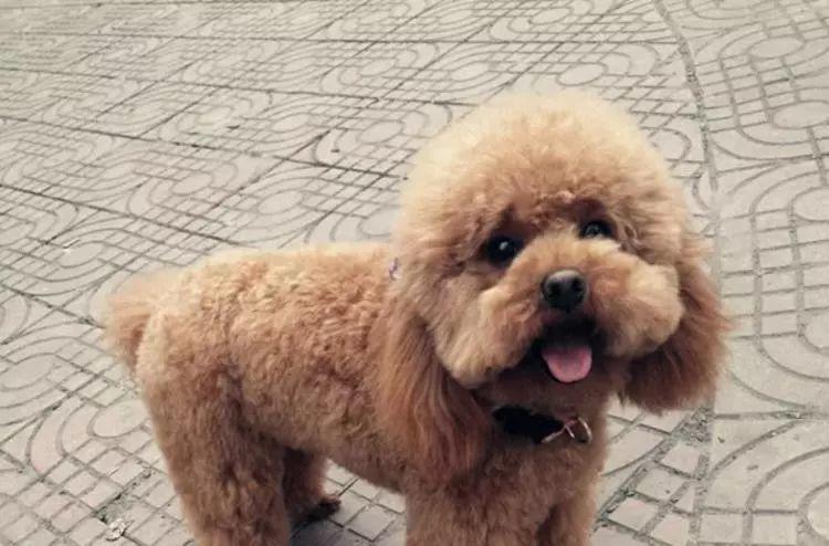 自从挨了主人揍，泰迪每次坐电梯，动作都能把人笑喷