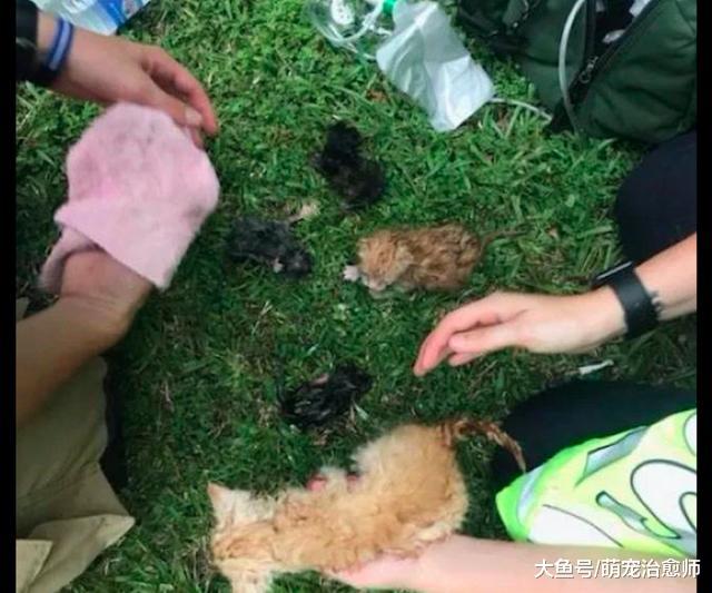 垃圾堆突然着火，在里面过冬的流浪猫遭了殃，好心人立即赶到救援