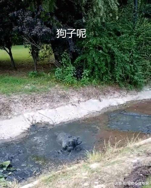 男子只顾着玩手机，10分钟后发现狗没了，闻声赶去一瞧脸都灰了