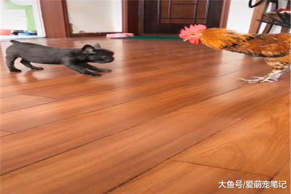网友送给法斗一只大公鸡，结果狗狗还假装镇定，汪：好大的玩具啊