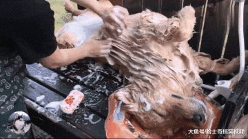 网友给金毛洗澡，却因“瘫死”的表情走红，像过年宰完的猪