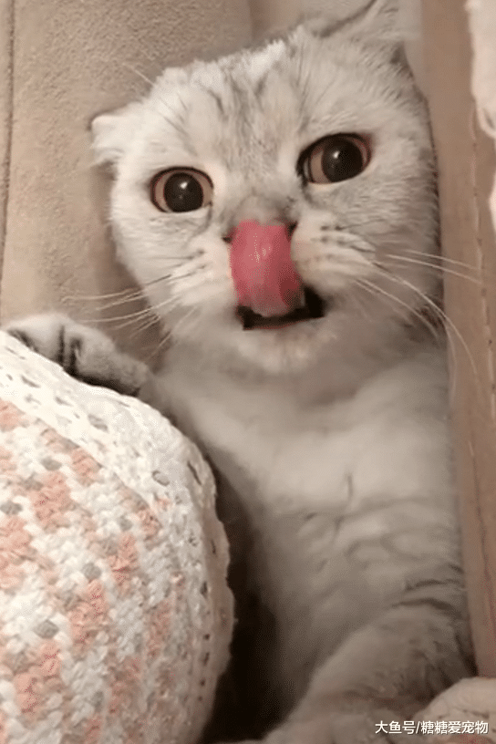 猫咪躲猫猫之后，发现主人忘了找它，忍不住出来提醒主人：我在这