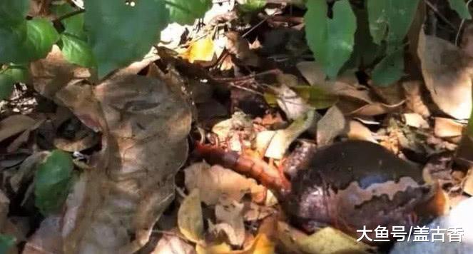 男子公园遛弯，草丛突然传出异响，挑开杂草发现惊悚一幕！