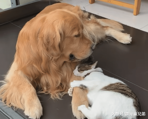 猫咪骚扰熟睡的金毛，其行为让人不解，10分钟后画风让人笑喷
