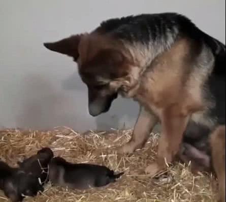 狗狗生完孩子之后總覺得不像親生的，看到它的表情主人無語了！