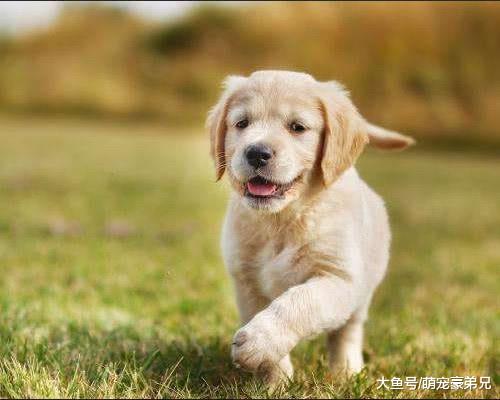 金毛和泰迪在调皮，突然看到有人进来，俩狗的动作让人心碎