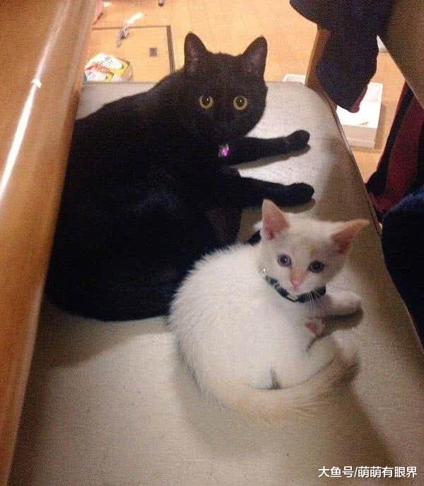 白猫从小就喜欢黏着黑猫，长成一大坨了还这样，黑猫：在夹缝中生存