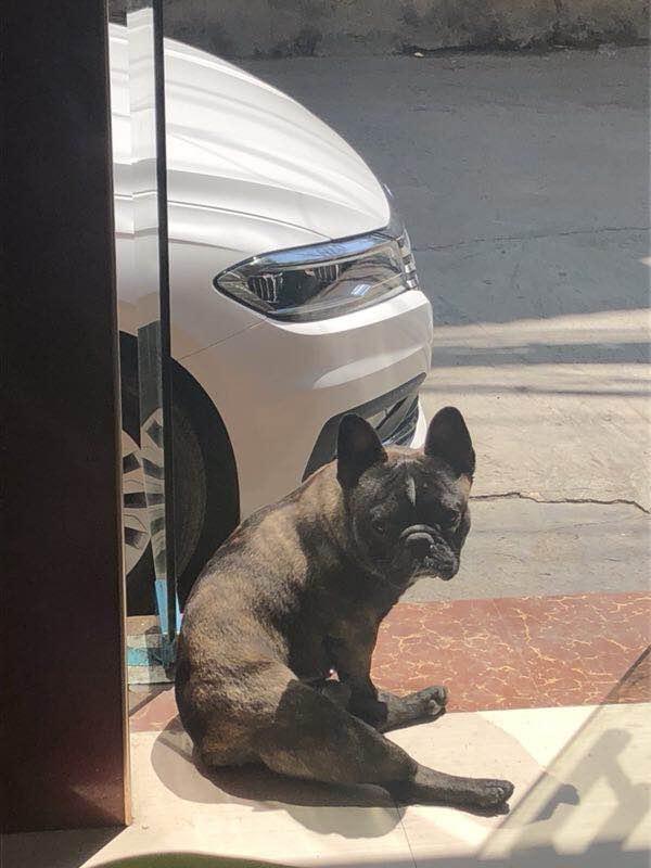 贵阳市亨特国际寻找虎斑法牛狗狗钢镚