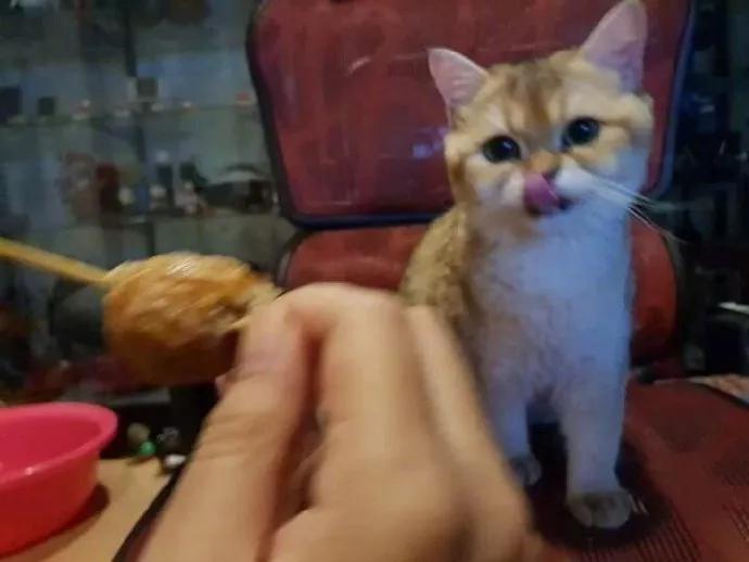 糟糕，喵星通往地球的次元壁破了