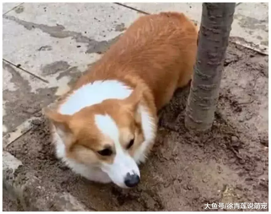 男子带着柯基出门遛弯，发现自家柯基没跟上，回头一看顿时傻眼了