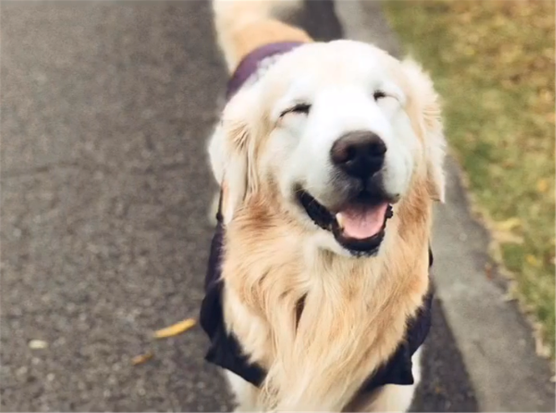 主人睡懶覺，金毛叼拖鞋想要遛彎，狗：快起床，我尾巴都搖酸了…