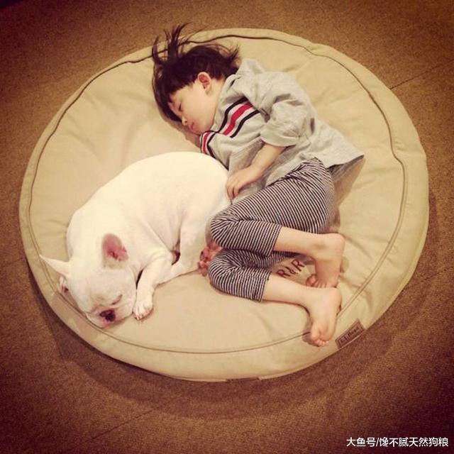 同样是狗，为什么法斗这么多人喜欢？宠主：其实就5点