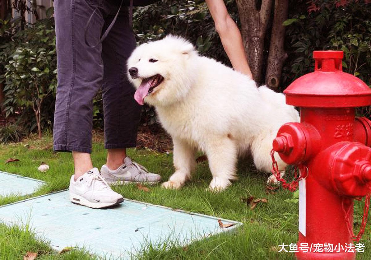 都说“咬人的狗不会叫，乱叫的狗不咬人”？不要再被蒙在鼓里了！