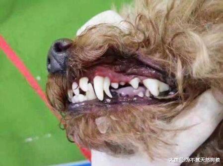 养狗只要有这些习惯，狗狗寿命肯定大大延长，你有在做吗？