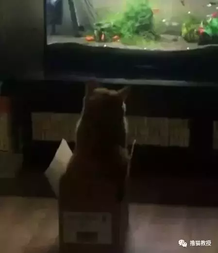 當家里有了魚缸后，貓咪就當電視看上癮了