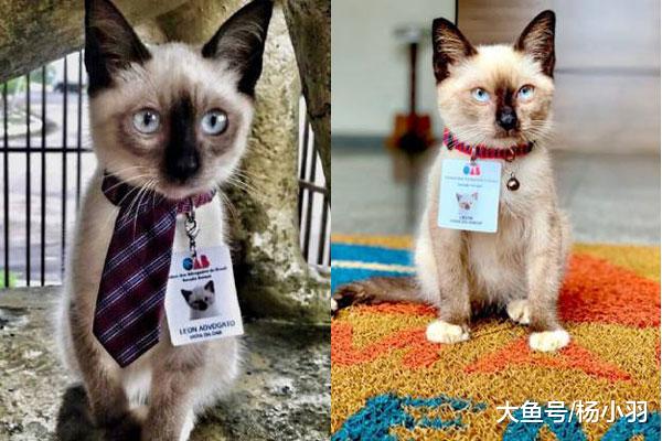 流浪猫出现在公司被人投诉，误打误撞成律师“看看谁还敢投诉我”