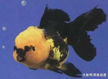 某些觀賞魚在繁殖期我們不要太高興，因為很容易發生死亡現象！