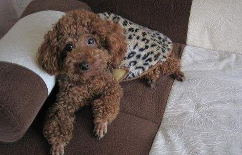 泰迪只有10-12岁, 等泰迪犬老了, 这样养肯定多活几年!