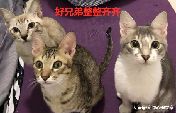 铲屎官带3只喵咪割蛋蛋，结束后看向手术台：真实版叠猫猫
