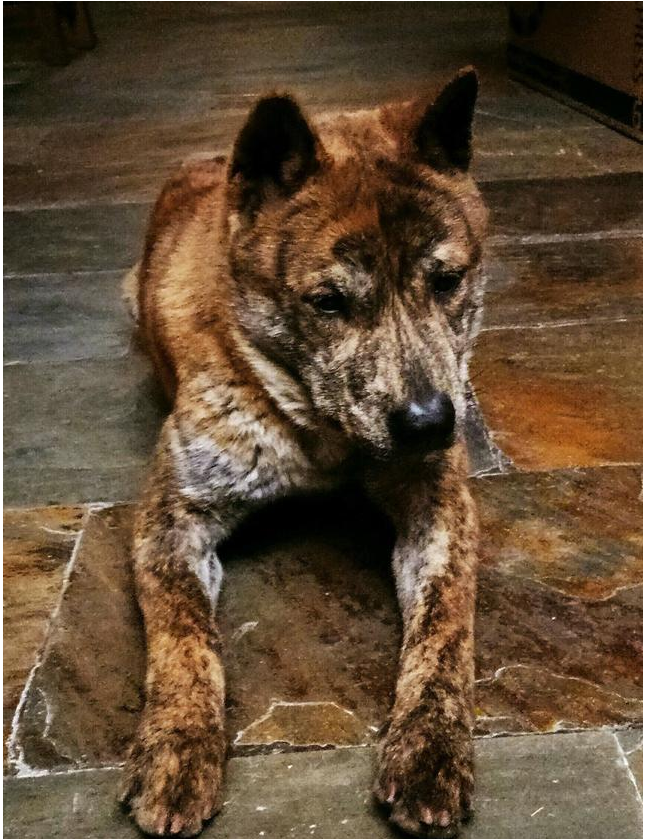 田园犬你了解多少，可别再叫田园犬土狗了，那只能显得你没见识