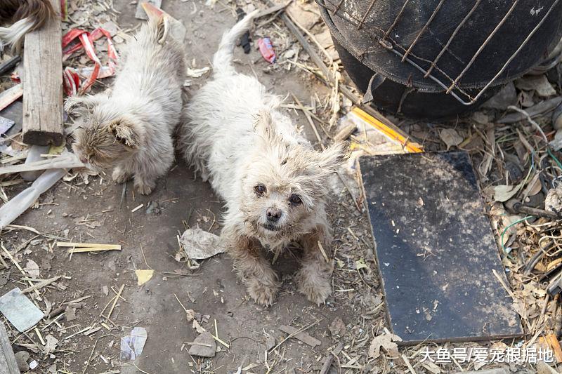 小餐馆中的流浪狗，吃得比家犬还胖，只因遇到一个好老板