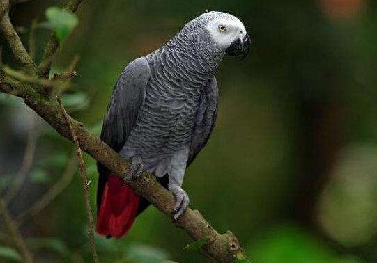 地球上10大最贵的观赏鸟, 第一高达100万美元, 土豪专属的宠物鸟