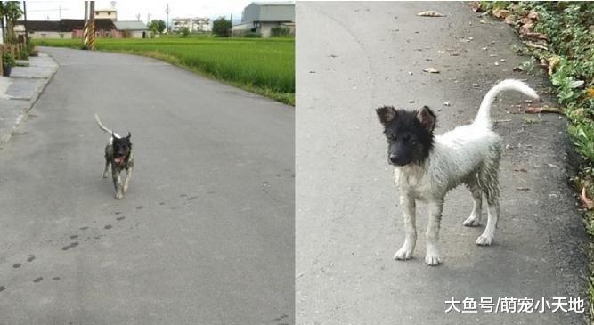 黑头白身的黑狗垂耳变立耳，整天冲田里玩到变色，妈笑：根本诈骗