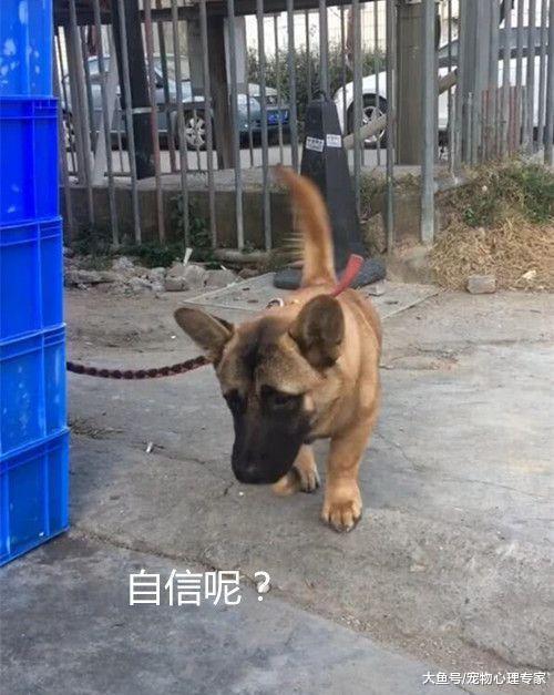 偶遇只长相奇怪的狗，询问是什么品种，大叔的解释让人闭不上嘴