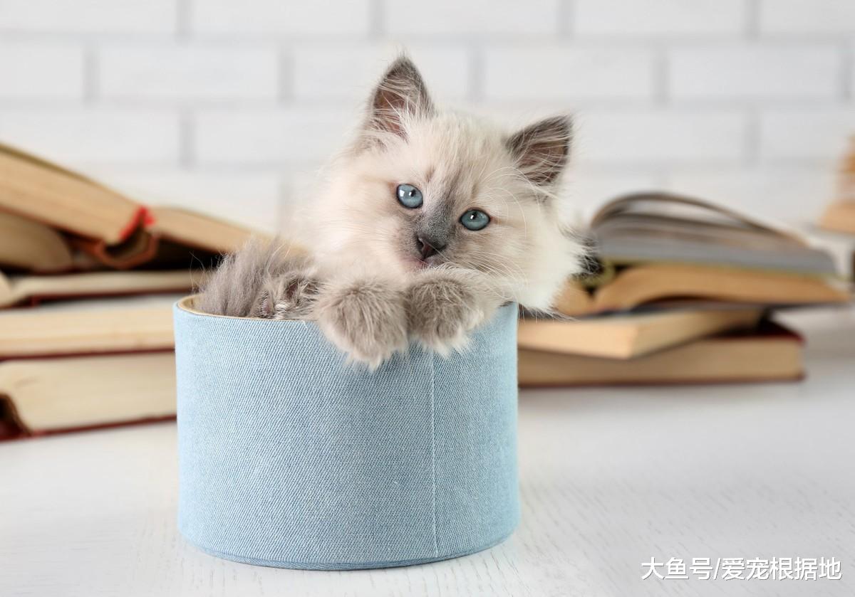 小奶猫雨天被困下水道，越钻越深，小伙不嫌脏爬进管道将其救出