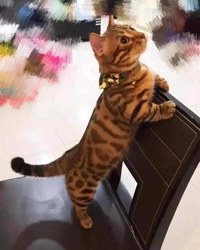 女朋友送了我一双假AJ后，结果没想到精彩的一幕发什了！