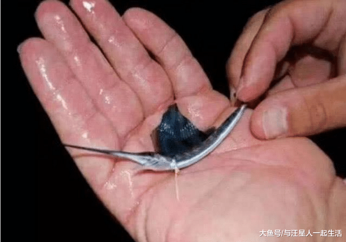 成年和幼崽反差最大的海洋霸主，袭击过5米长的帆船