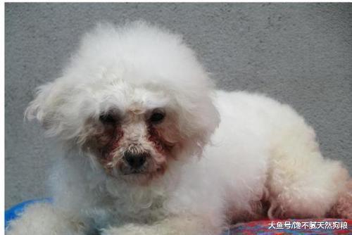 饲养比熊犬你要知道，这5类食物不要给它吃，对它有伤害！