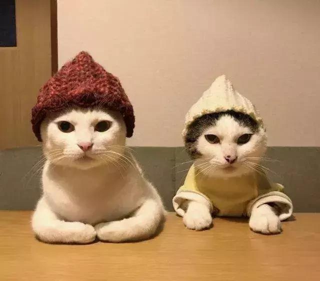 猫咪挑食怎么办？教你如何纠正猫咪挑食的坏毛病！