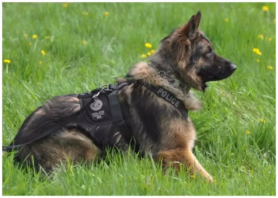 警犬上班上累了，忍不住拿头蹭训导员大腿：人家想要抱抱嘛